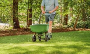 spring lawn fertilization