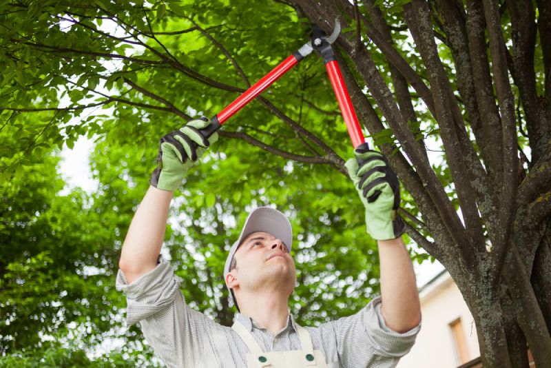 Tree Care