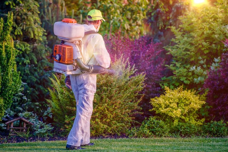 Spraying Insecticide