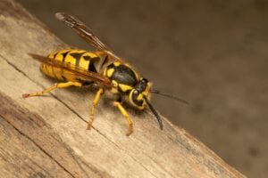 stinging insect identification wasps yellowjackets