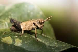 identifying grasshopper yard damage