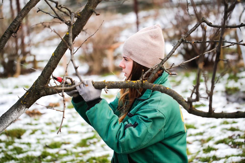 winter ideal pruning fruit trees