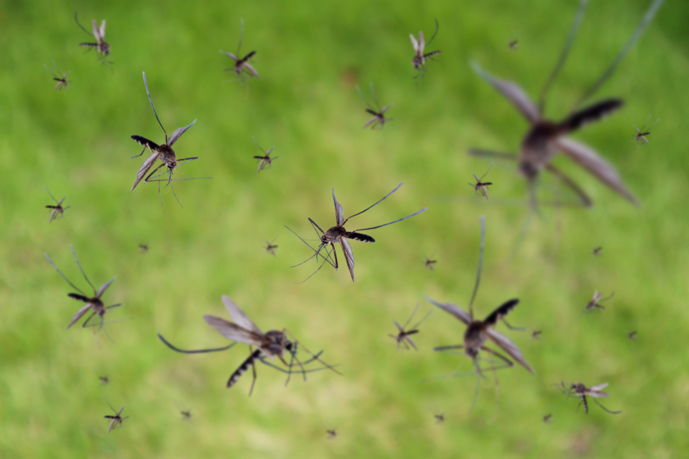 How to Maintain a Mosquito-Free Yard