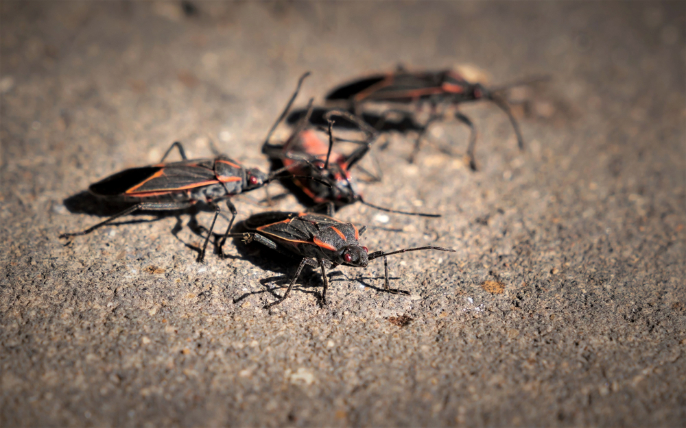 eradicating boxelder stink bugs