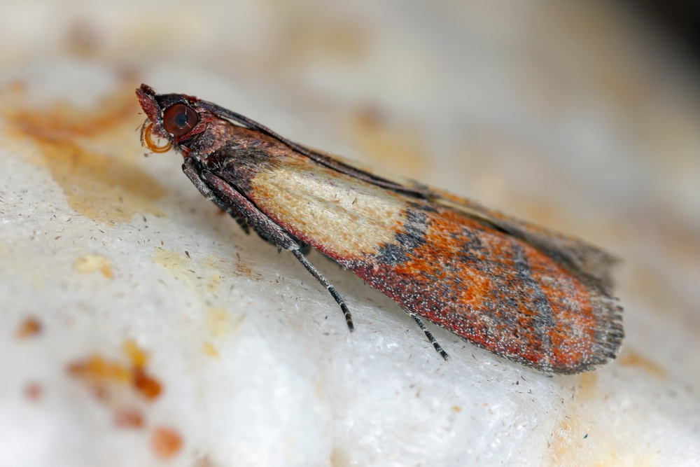 Avoid Pantry Pests