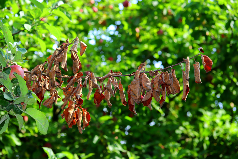 Control Fire Blight Disease on Blooming Trees