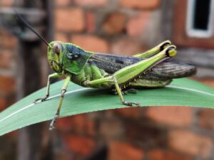 How to Prevent Grasshoppers, Wasps & Other Yard Insects