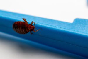 Avoid Unwanted Insects