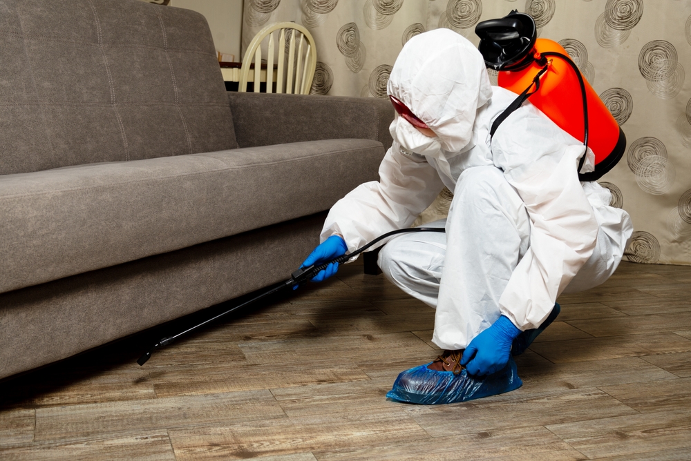 spider exterminator services